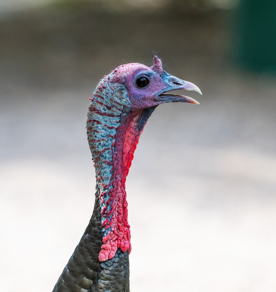 Wild Turkey - ML646319044