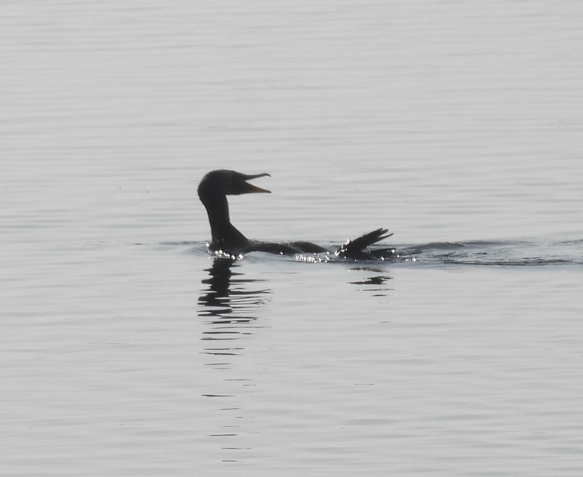 kormorán ušatý - ML646319050