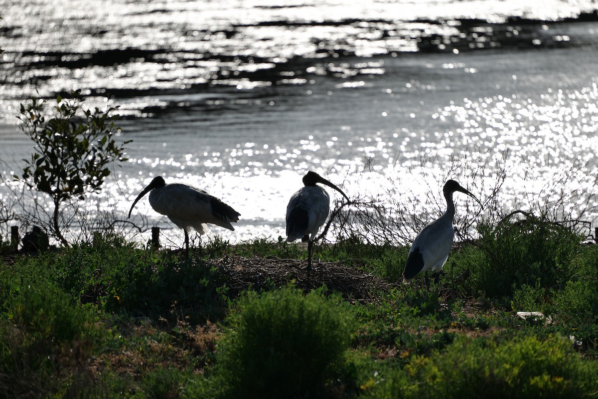 ibis australský - ML646319052