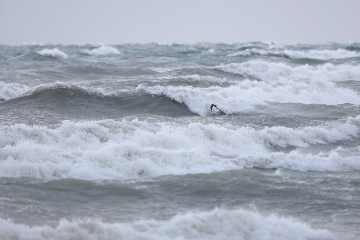 Pomarine Jaeger - ML646319053