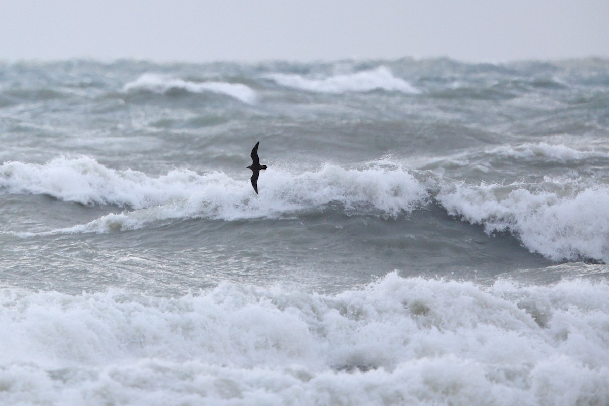 Pomarine Jaeger - ML646319058