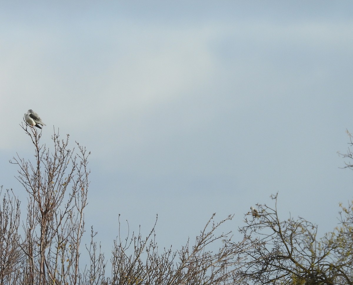 Black-winged Kite - ML646319059
