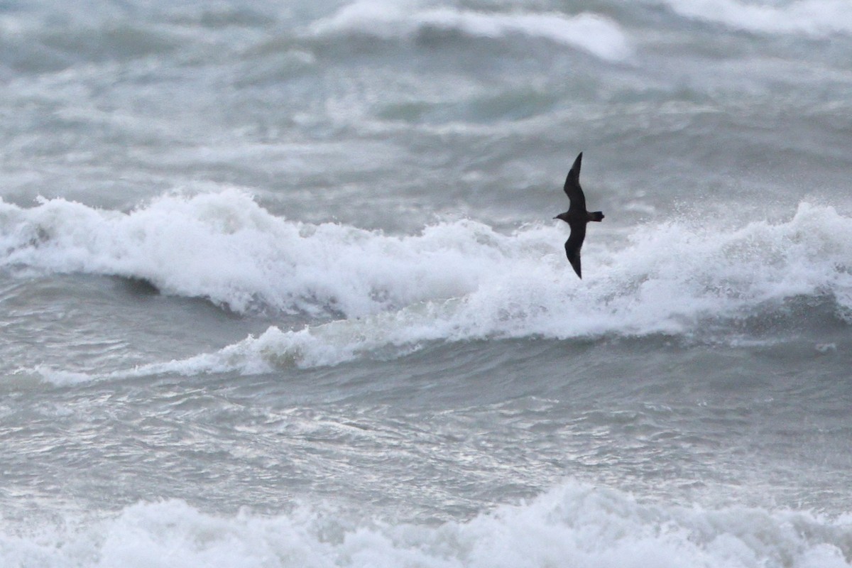 Pomarine Jaeger - ML646319068