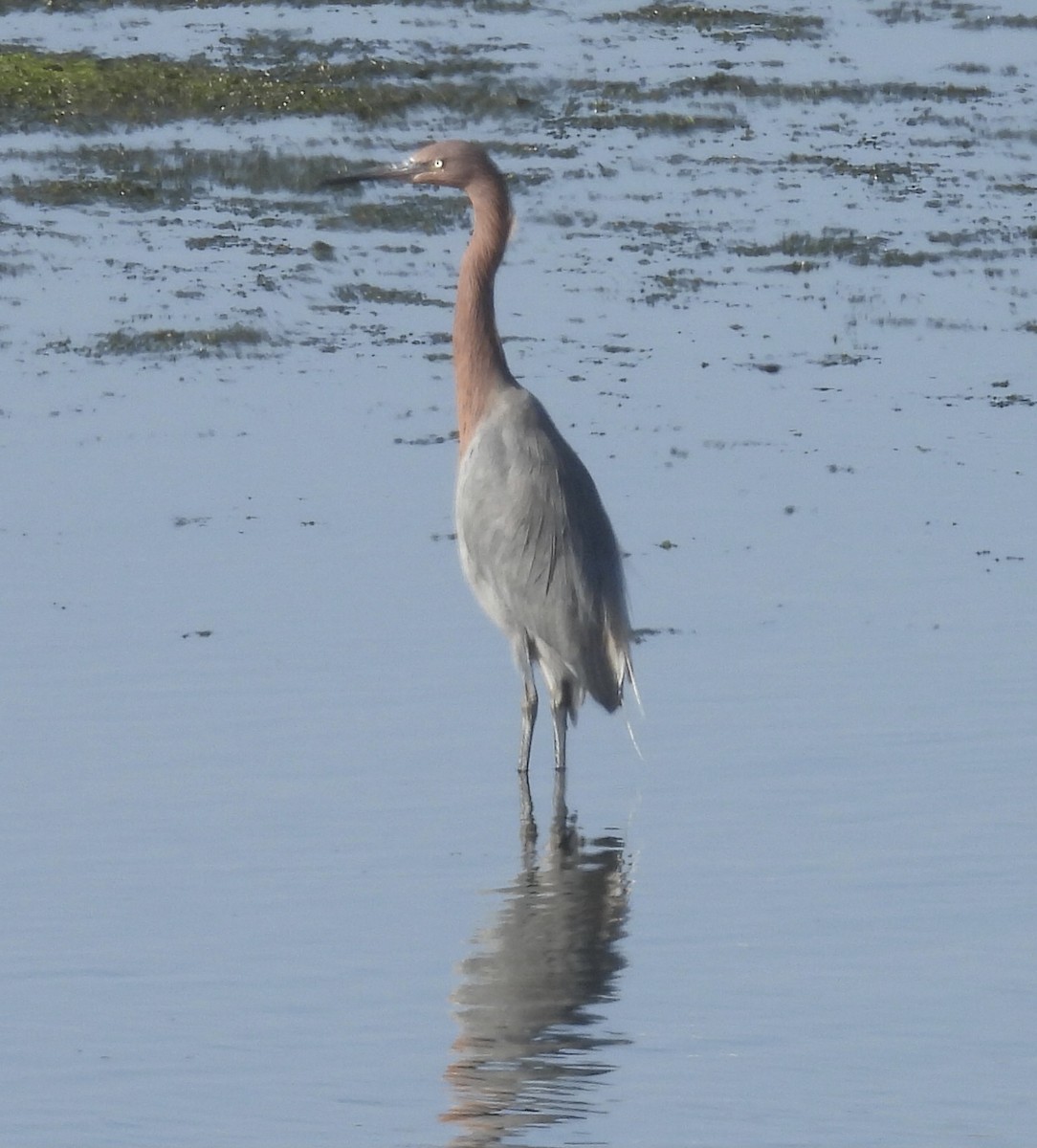 volavka červenavá - ML646319070