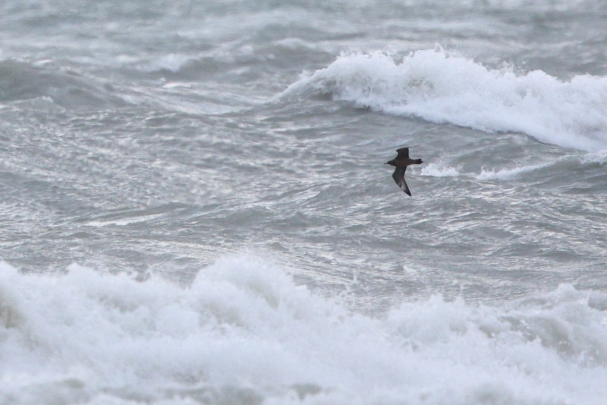 Pomarine Jaeger - ML646319074