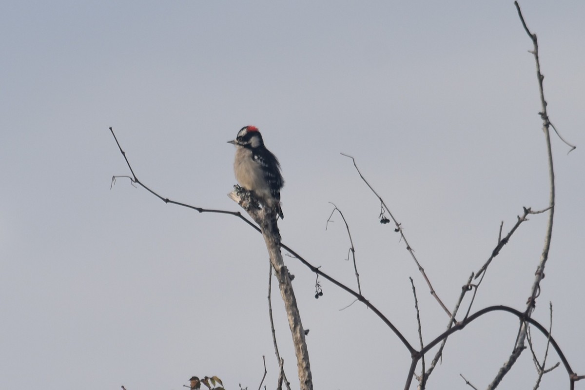 Downy Woodpecker - ML646319076