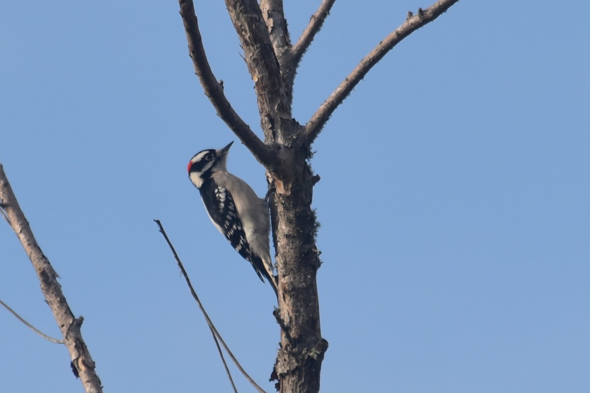 Downy Woodpecker - ML646319077