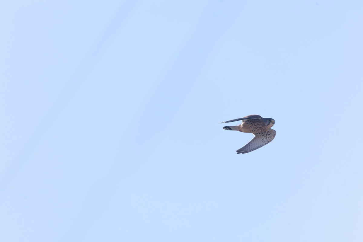 Eurasian Kestrel - ML646319079
