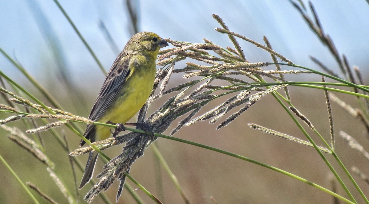 Kurzschnabel-Gilbtangare - ML646319083