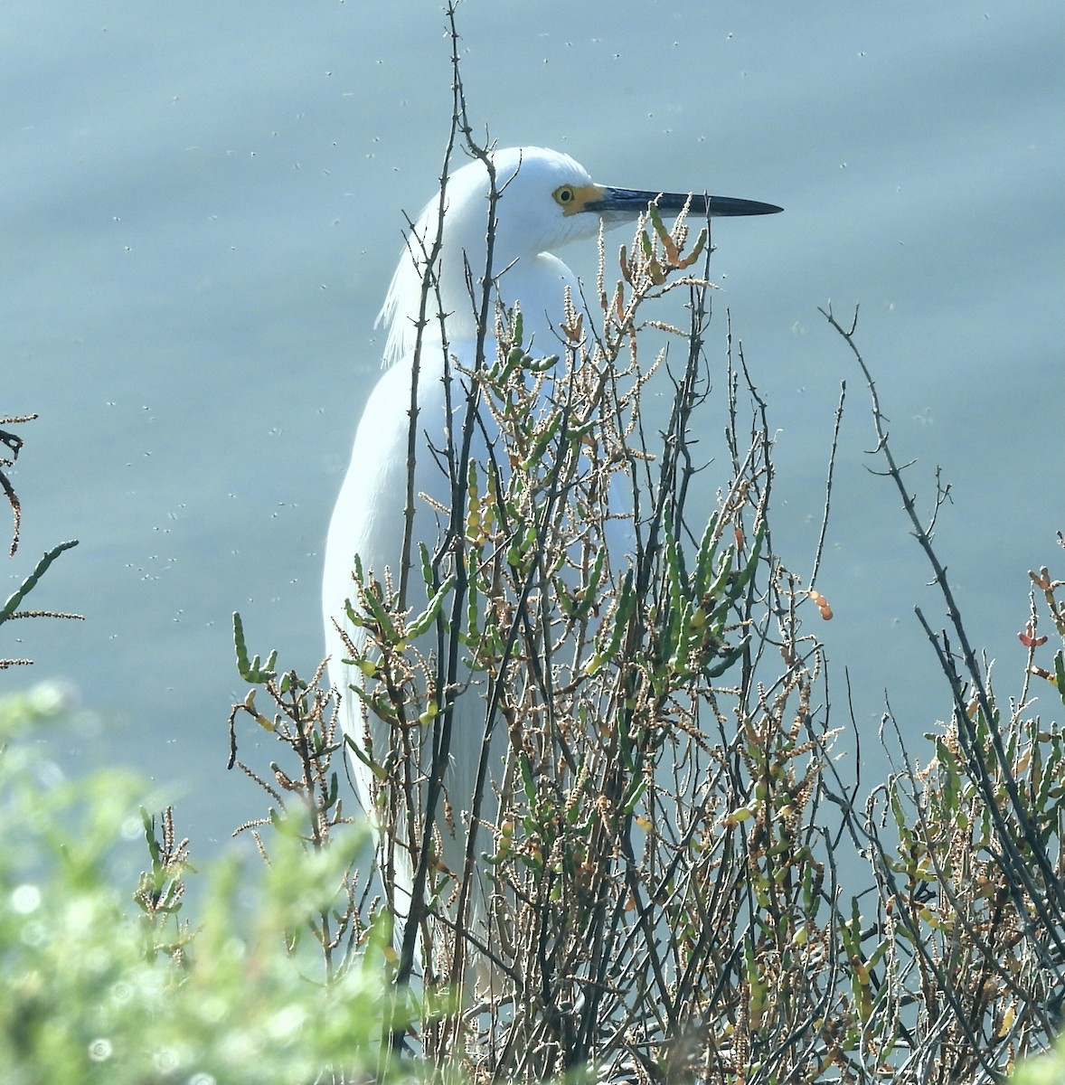 volavka bělostná - ML646319084