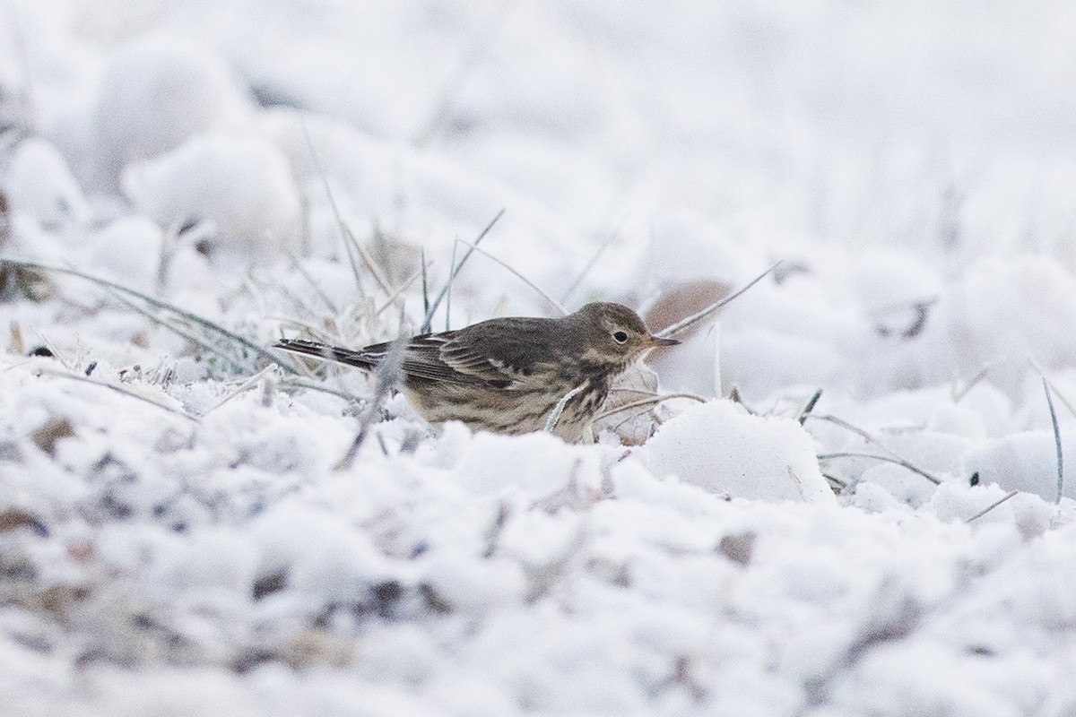American Pipit - ML646319085
