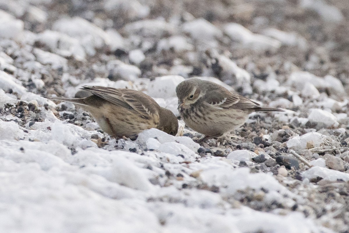 American Pipit - ML646319086