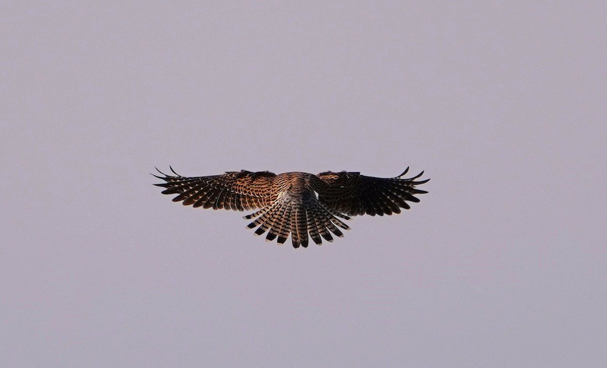 紅隼 - ML646319092