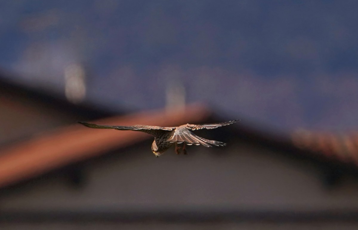 紅隼 - ML646319093