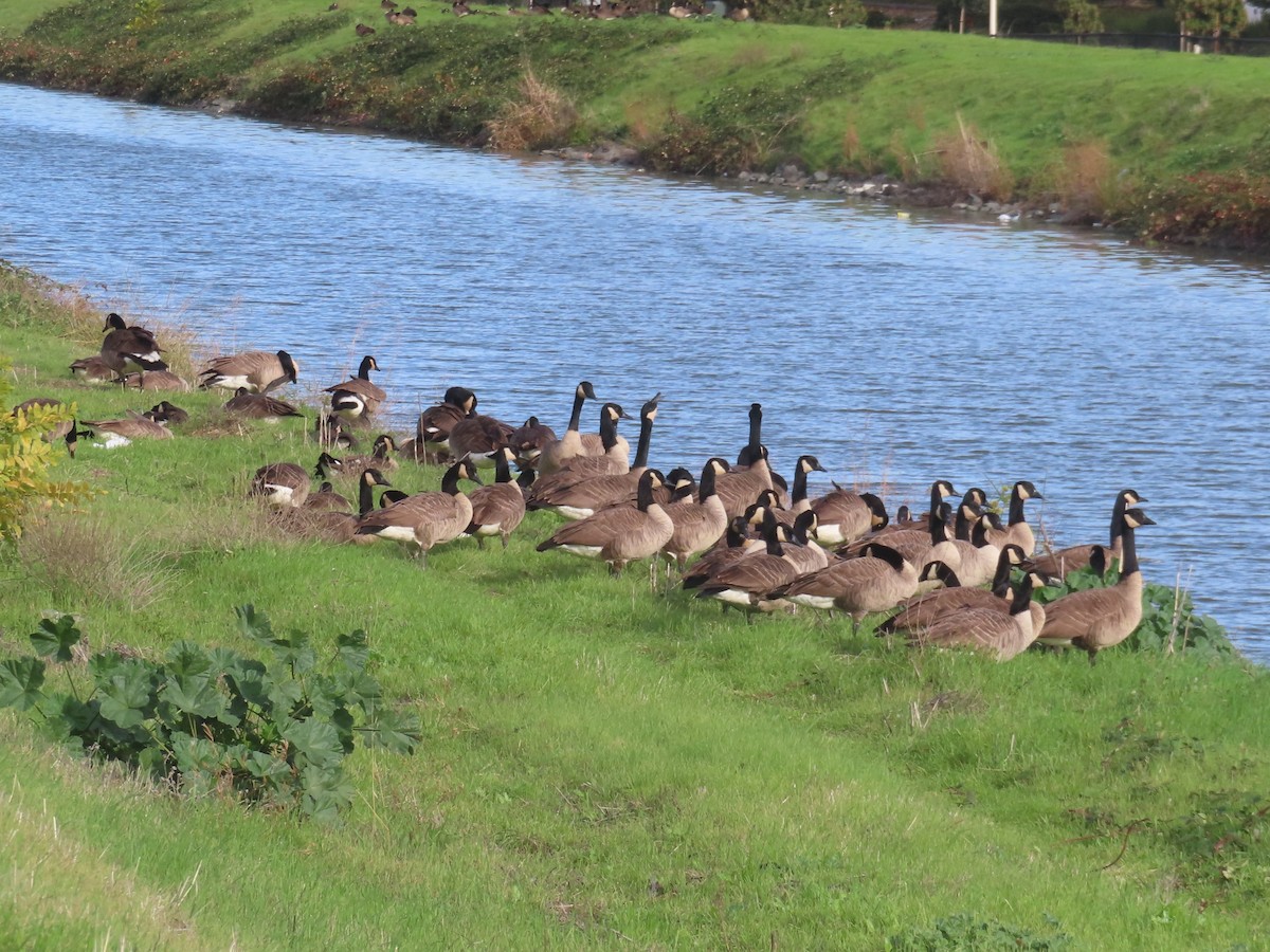 Oca canadese maggiore - ML646319096