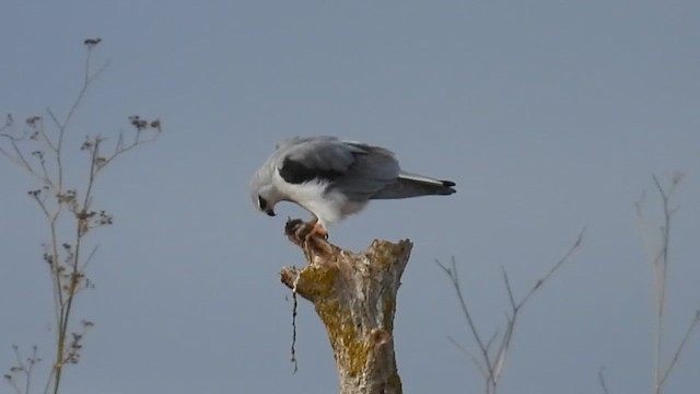 Black-winged Kite - ML646319099
