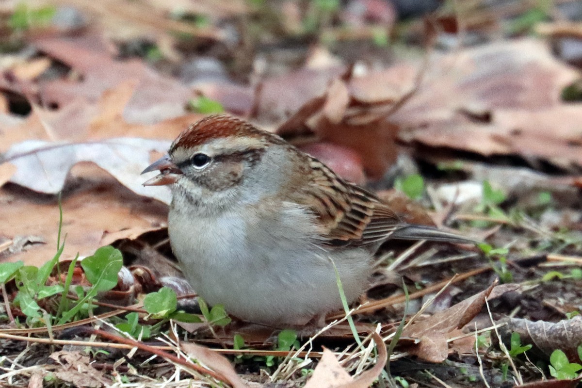 Chipping Sparrow - ML646319100