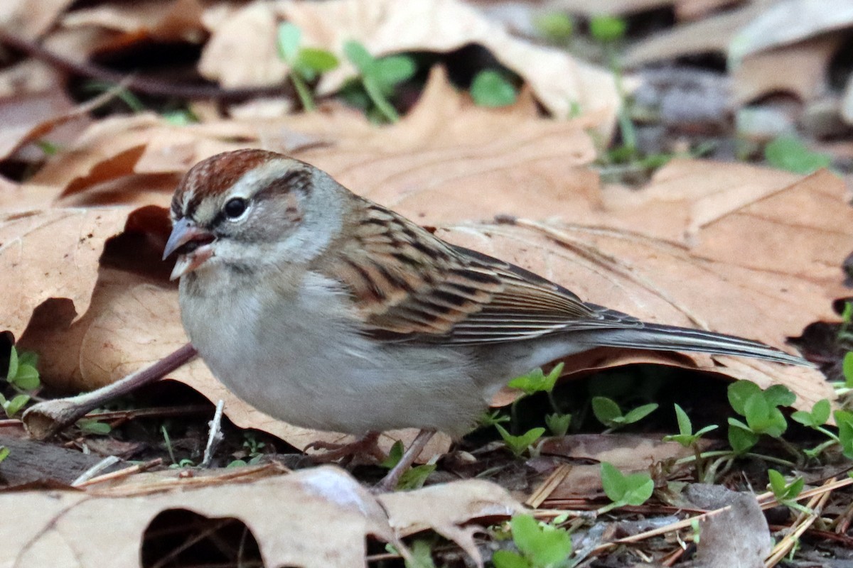Chipping Sparrow - ML646319101