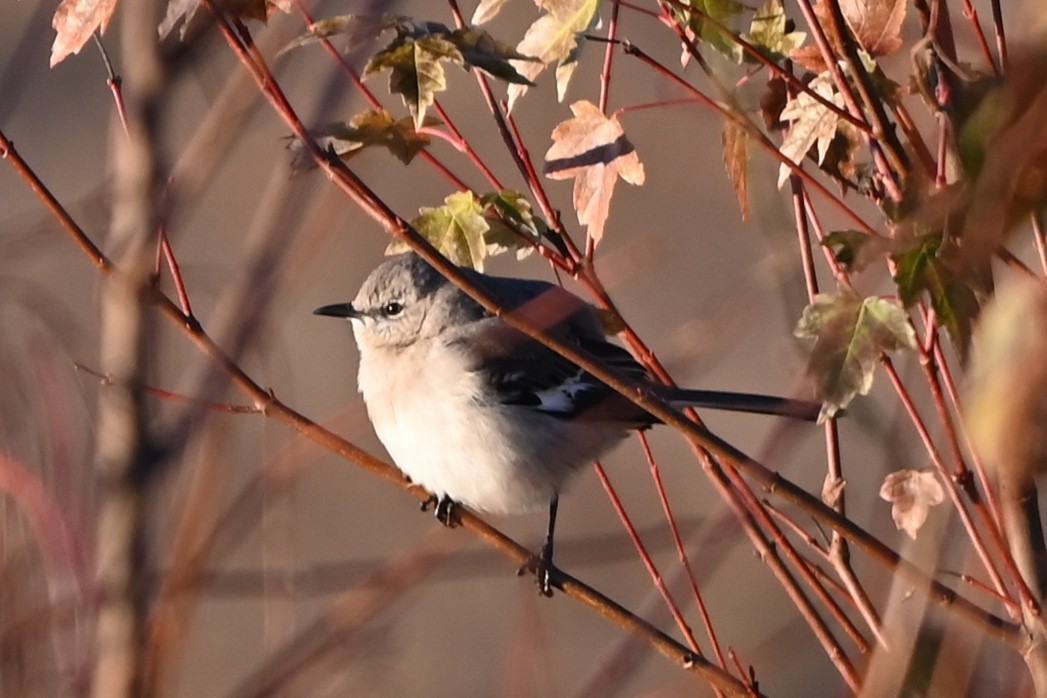 Northern Mockingbird - ML646319103