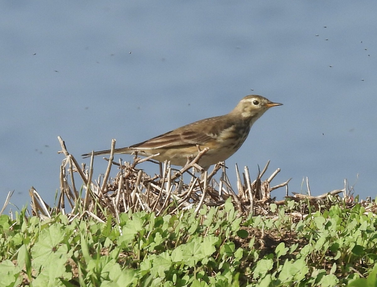 American Pipit - ML646319106