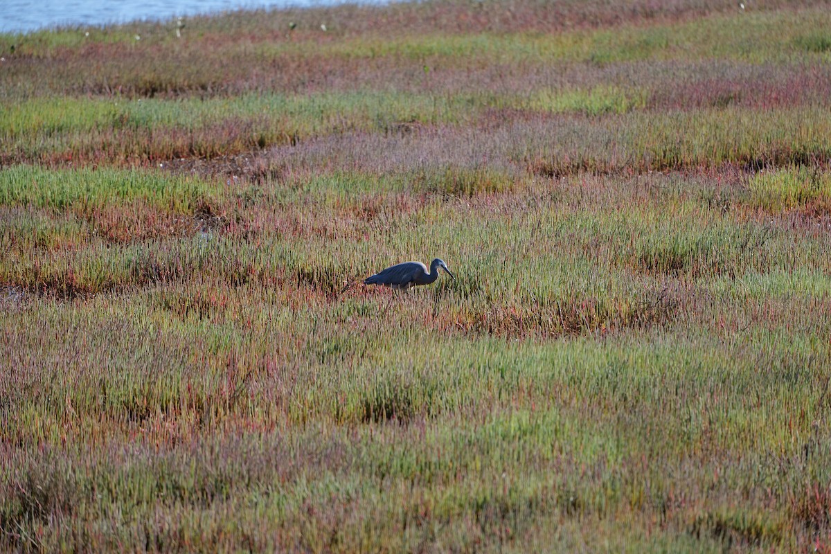 White-faced Heron - ML646319107