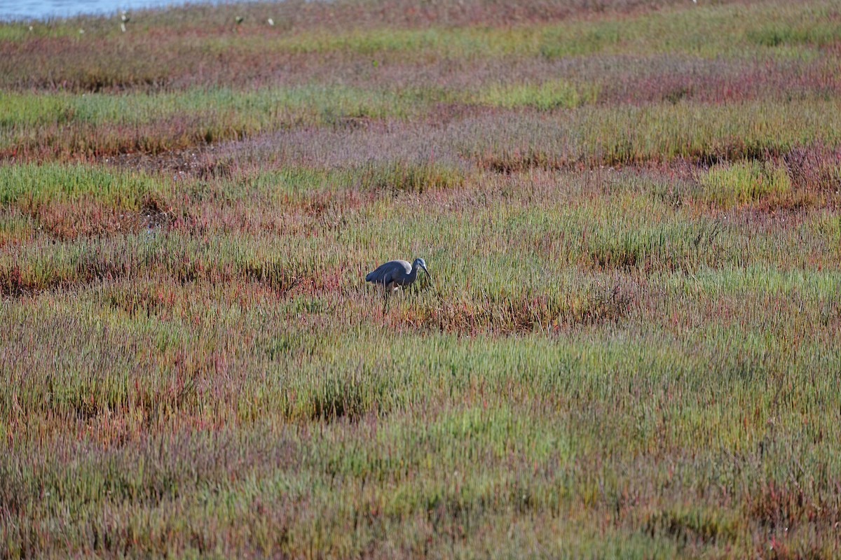 White-faced Heron - ML646319108