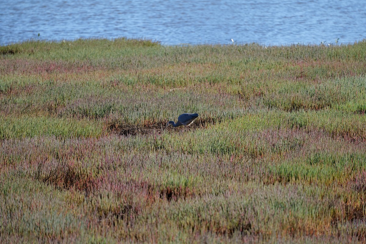 White-faced Heron - ML646319109