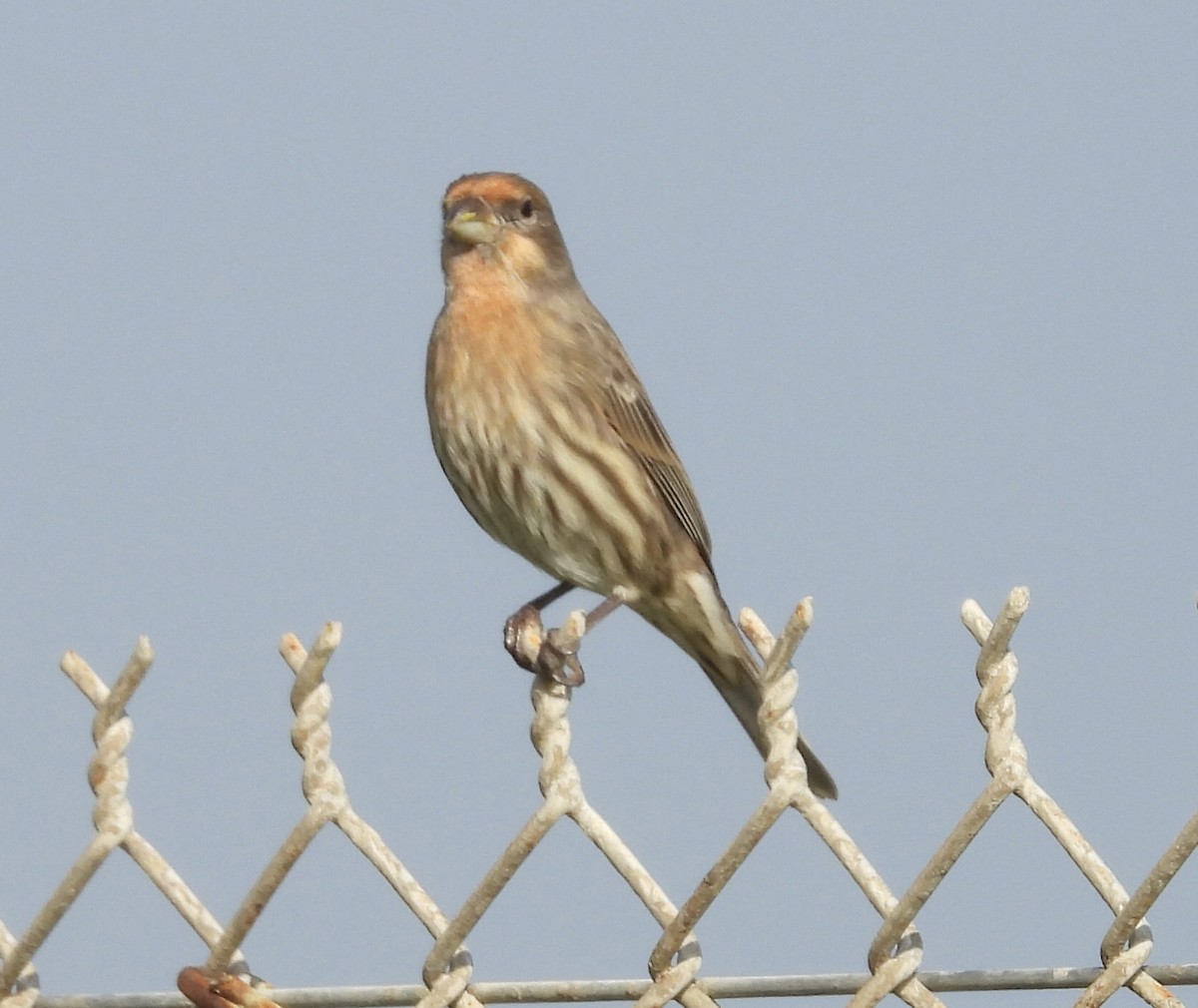 House Finch - ML646319111