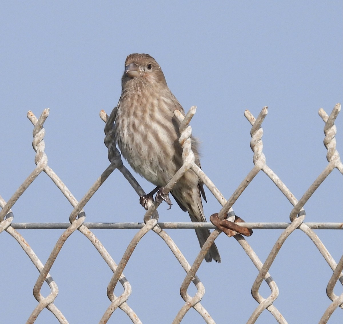House Finch - ML646319112