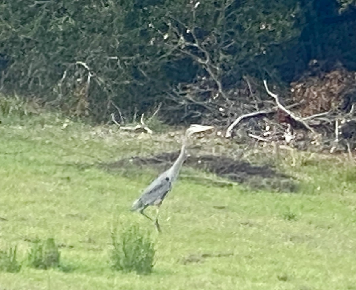 Great Blue Heron - ML646319113