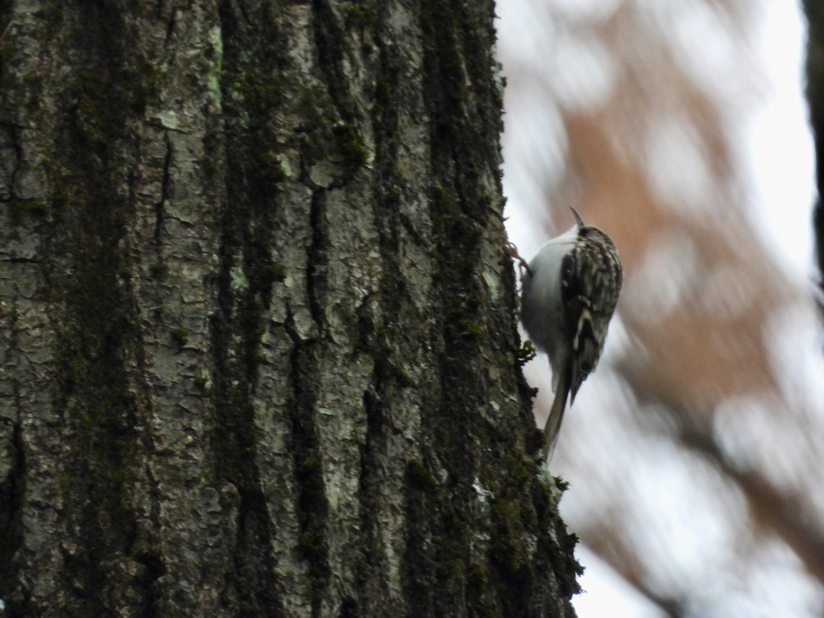 Brown Creeper - ML646319114