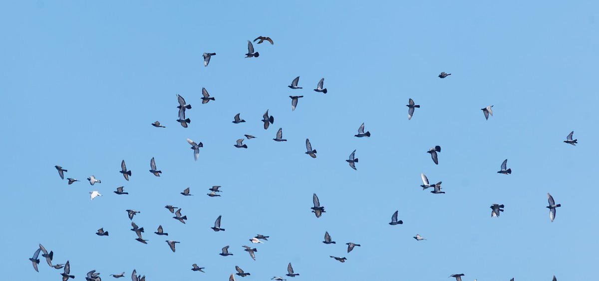 Rock Pigeon (Feral Pigeon) - ML646319116