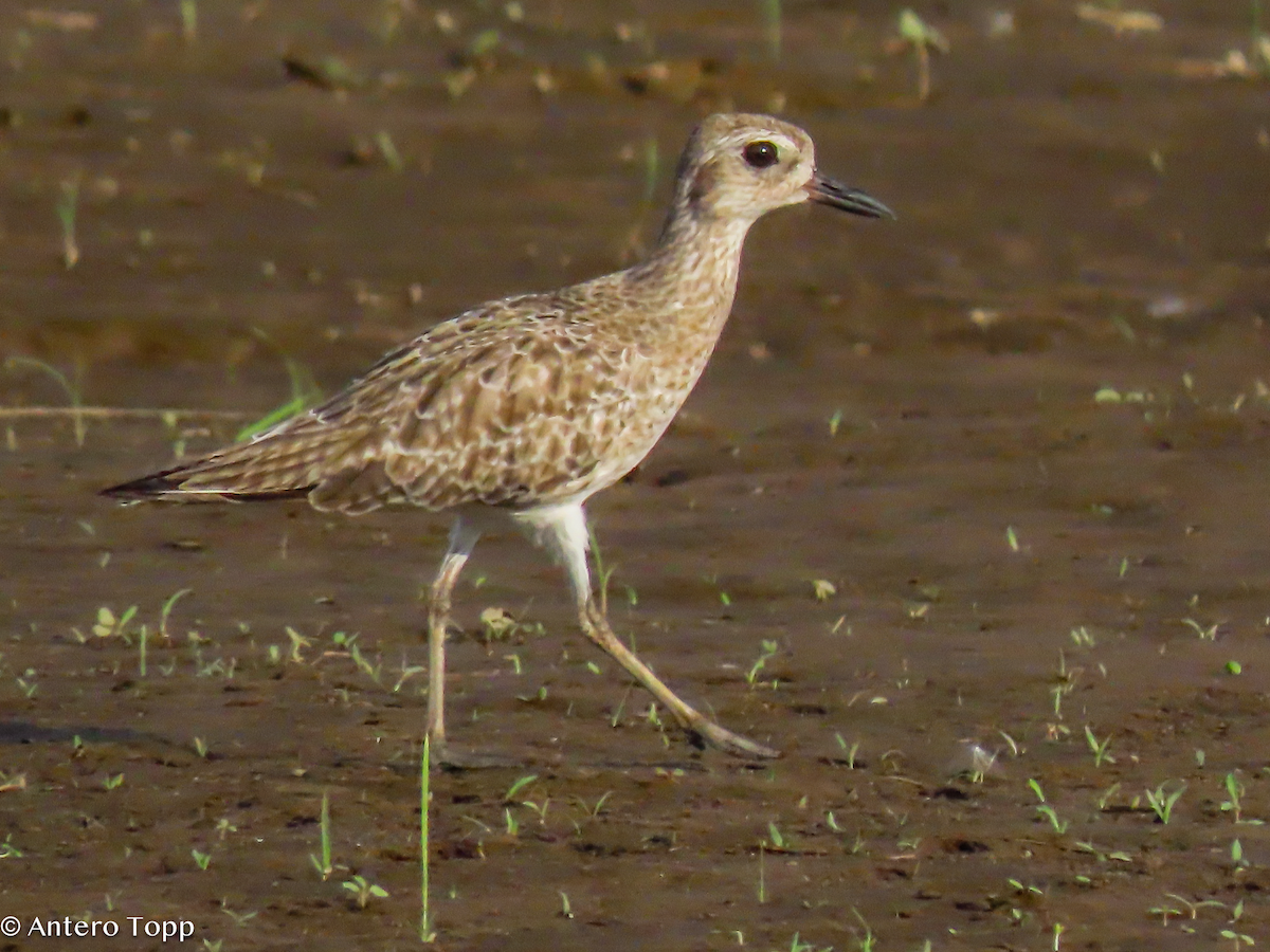 Black-bellied Plover - ML646319117