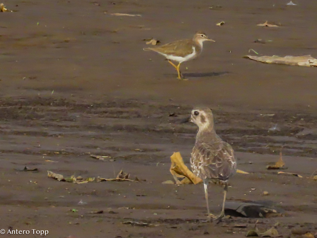 Black-bellied Plover - ML646319118