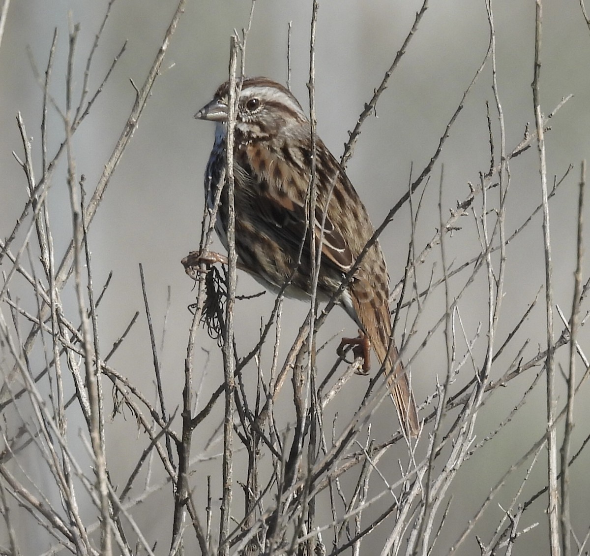 Song Sparrow - ML646319119