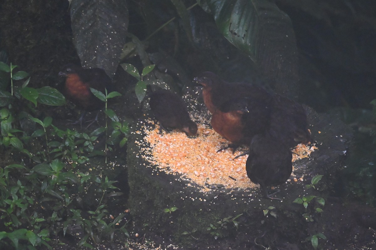 Dark-backed Wood-Quail - ML646319120
