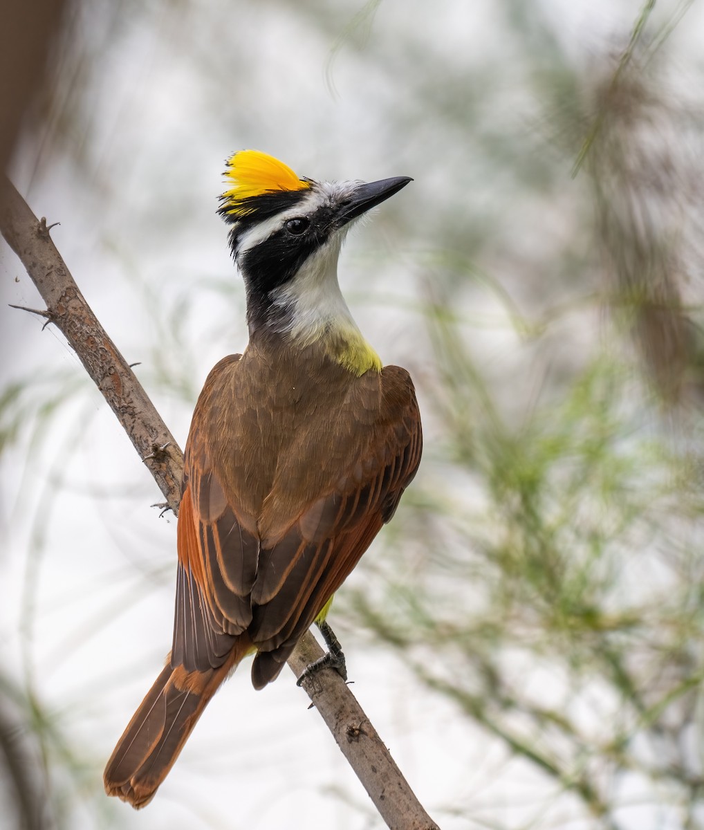 Great Kiskadee - ML646319121