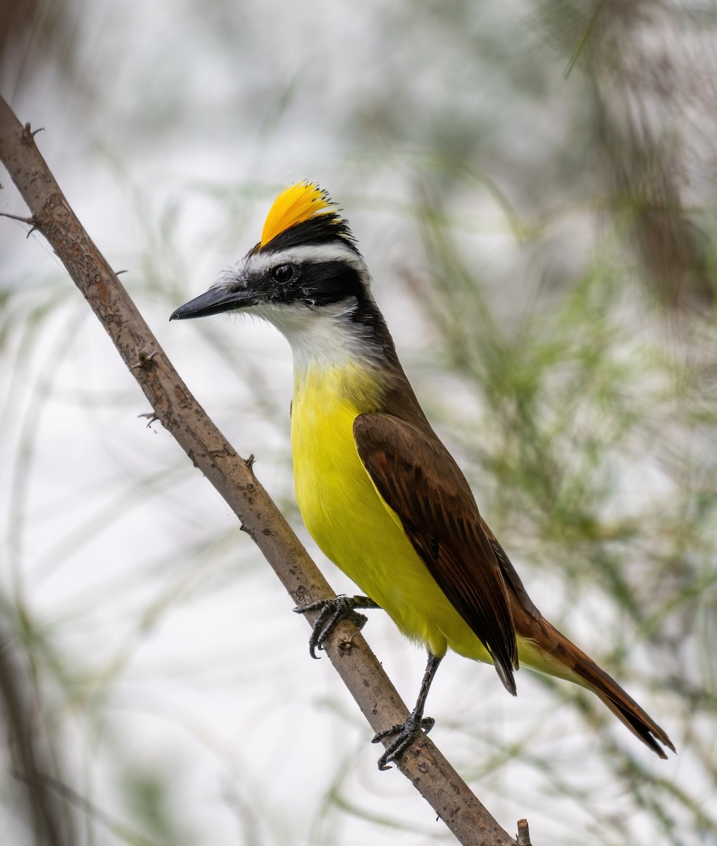 Great Kiskadee - ML646319122