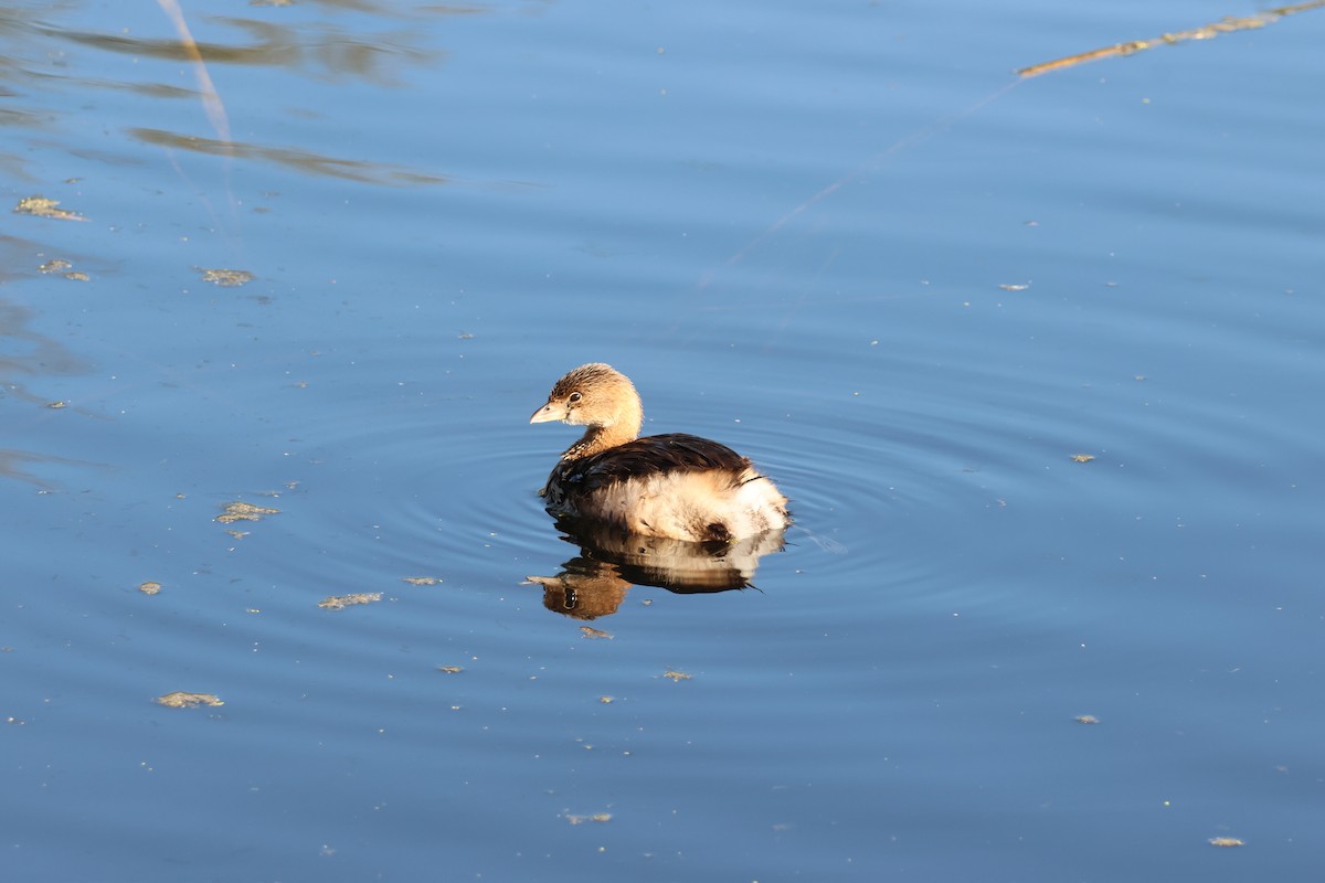 Pied-billed Grebe - ML646319124