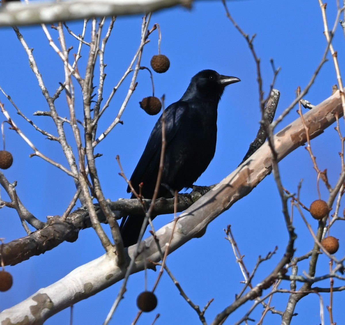 Fish Crow - ML646319125