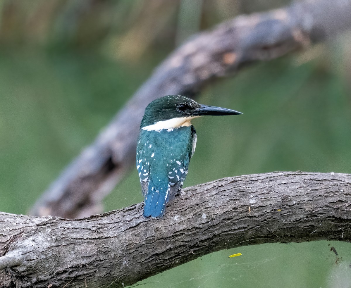 Green Kingfisher - ML646319126
