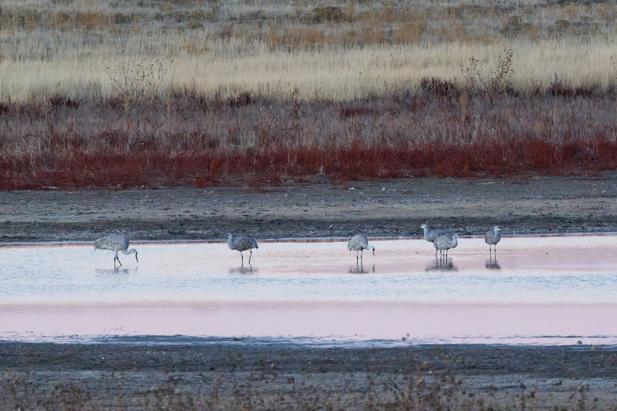 Sandhill Crane - ML646319127