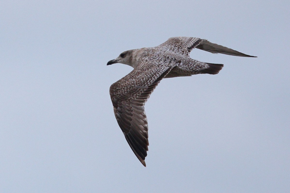 American Herring Gull - ML646319128