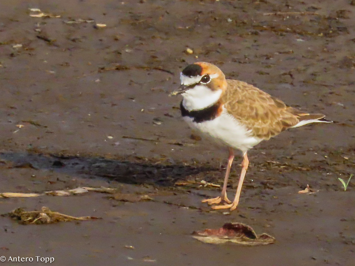 Collared Plover - ML646319129