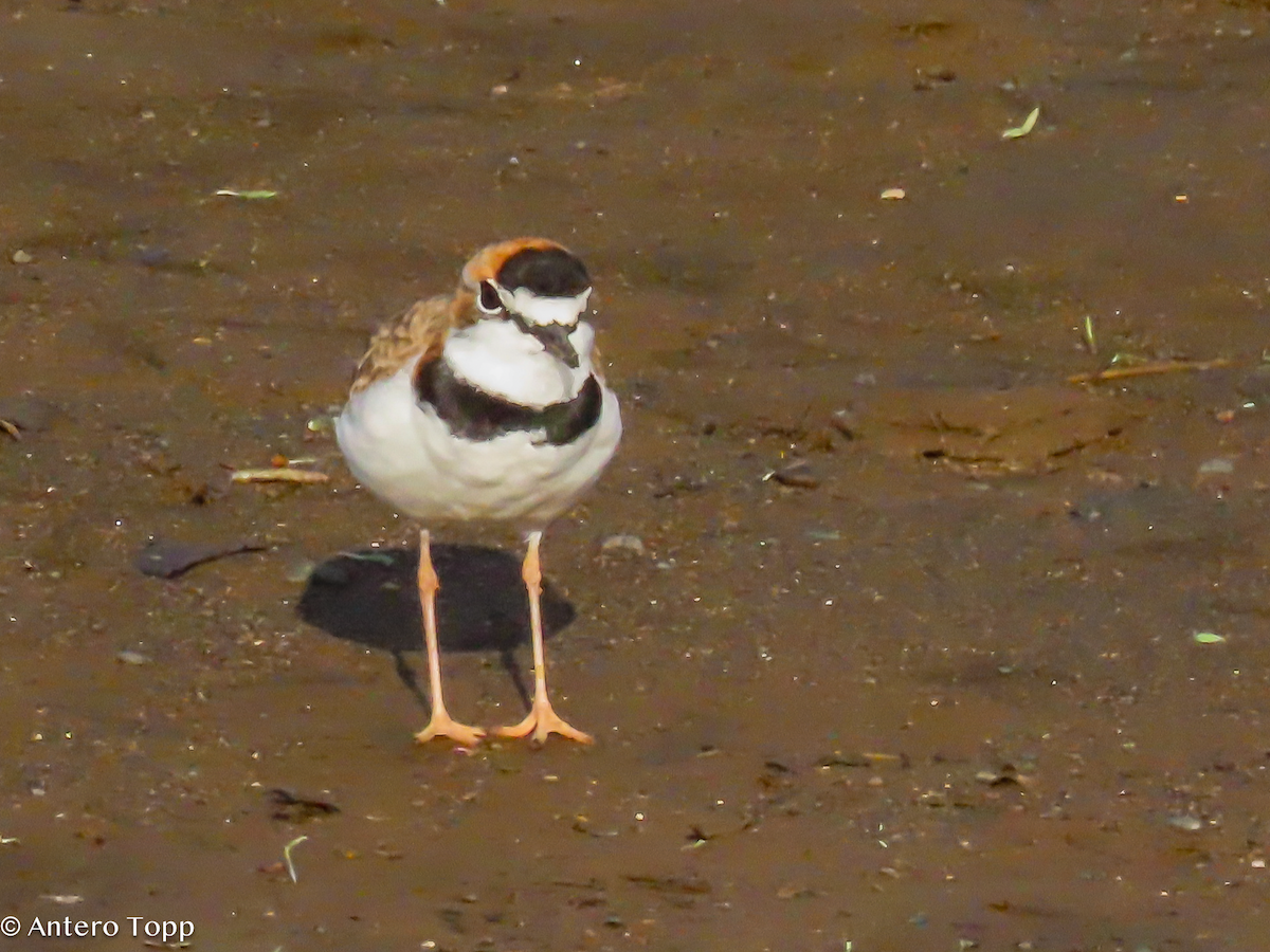 Collared Plover - ML646319130