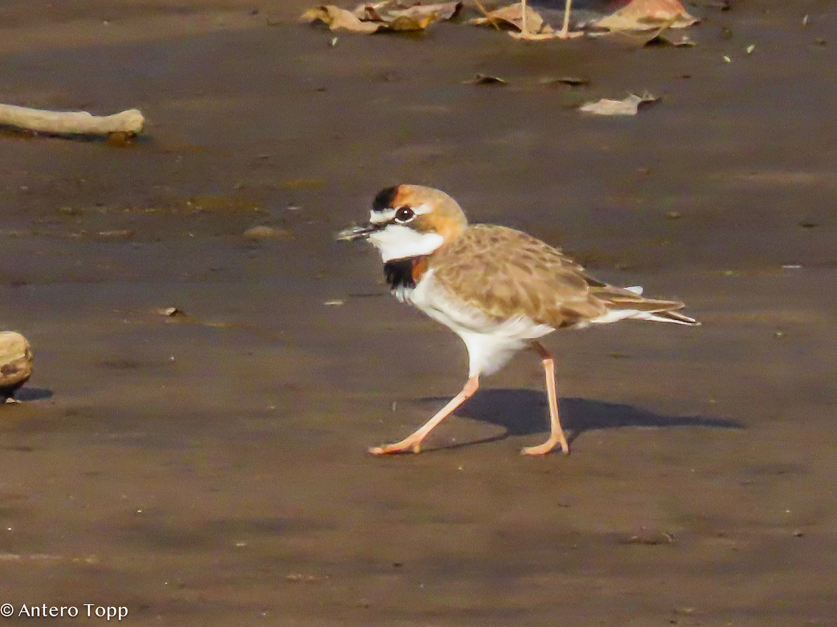 Collared Plover - ML646319131