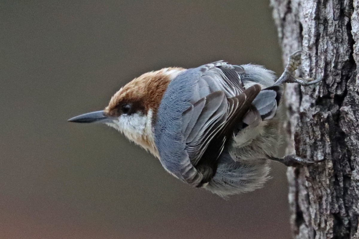 Brown-headed Nuthatch - ML646319132
