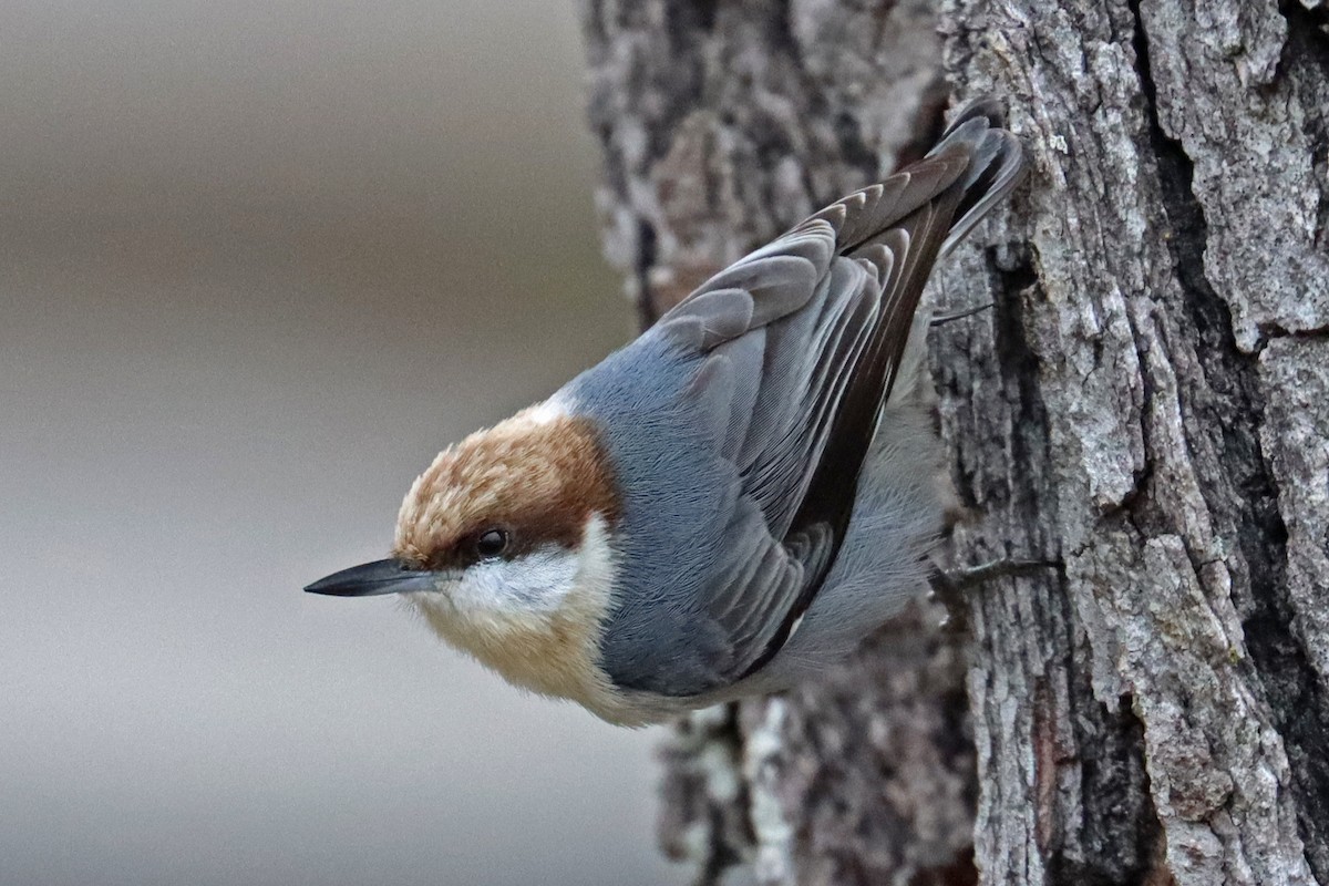 Brown-headed Nuthatch - ML646319133