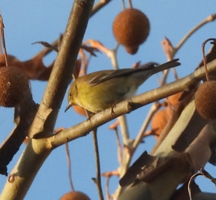 Pine Warbler - ML646319135