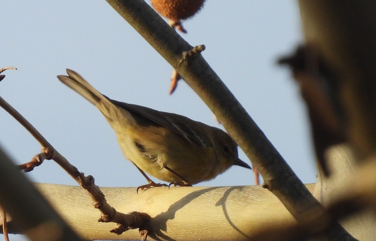 Pine Warbler - ML646319136